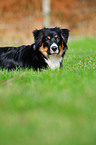 lying Australian Shepherd