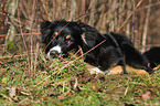 lying Australian Shepherd