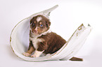 Australian Shepherd Puppy