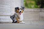 lying Australian Shepherd