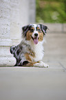 lying Australian Shepherd