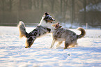 2 Australian Shepherds