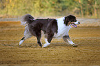 walking Australian Shepherd