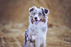 Australian Shepherd Portrait