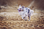 running Australian Shepherd