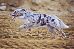 running Australian Shepherd