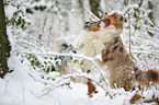 2 Australian Shepherds