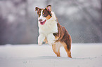 running Australian Shepherd