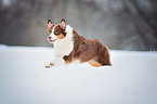 running Australian Shepherd