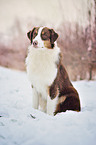 sitting Australian Shepherd