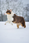 running Australian Shepherd