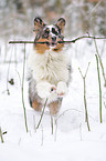 playing Australian Shepherd