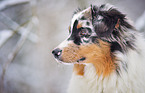 Australian Shepherd Portrait