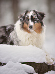 lying Australian Shepherd