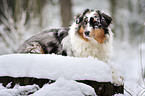 lying Australian Shepherd