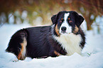 lying Australian Shepherd