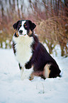 sitting Australian Shepherd