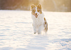 running Australian Shepherd