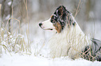 Australian Shepherd Portrait