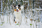 running Australian Shepherd