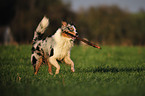 playing Australian Shepherd