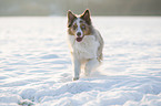 running Australian Shepherd