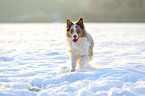 running Australian Shepherd