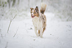 running Australian Shepherd