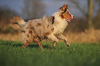 running Australian Shepherd