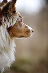 Australian Shepherd Portrait