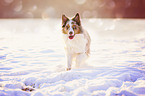 running Australian Shepherd