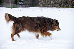 running Australian Shepherd