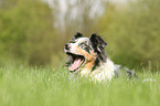 Australian Shepherd Portrait