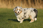 Australian Shepherd Puppy