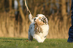 Australian Shepherd Puppy