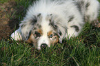 Australian Shepherd Puppy