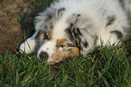 Australian Shepherd Puppy