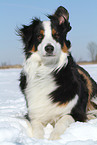 lying Australian Shepherd