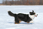 running Australian Shepherd