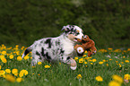 Australian Shepherd Puppy