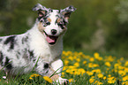 Australian Shepherd Puppy