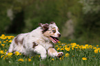 Australian Shepherd Puppy