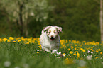 Australian Shepherd Puppy