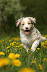 Australian Shepherd Puppy