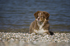 young Australian Shepherd