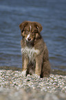 young Australian Shepherd