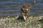 young Australian Shepherd