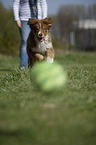 young Australian Shepherd