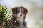 young Australian Shepherd