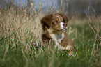 young Australian Shepherd